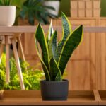 What Is The Best Plant For You?