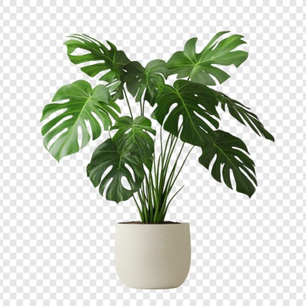 Indoor plant 2
