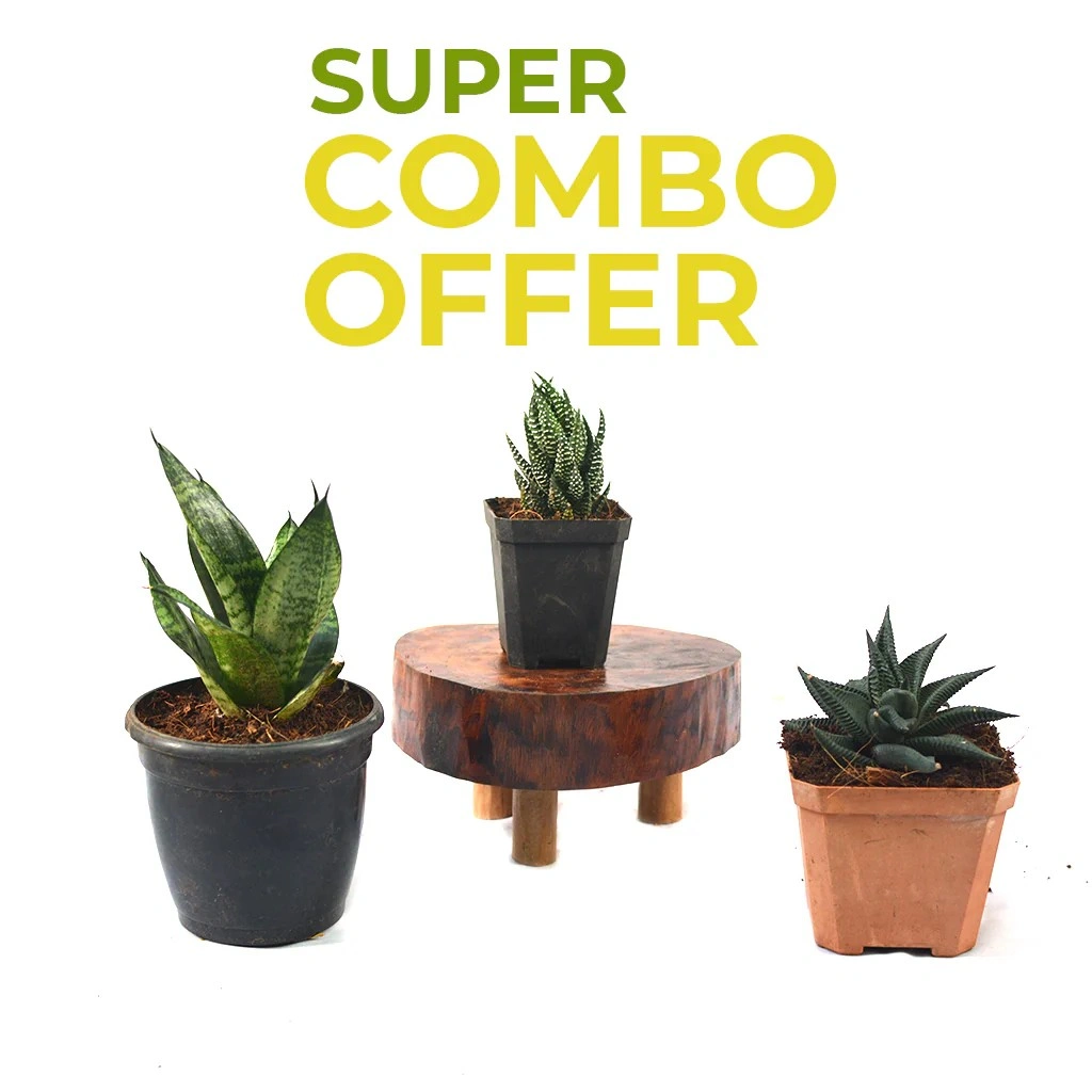 offer-plants-1
